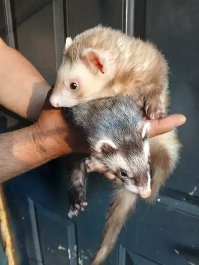 I am selling two adorable bonded ferrets! These playful and curious critters are 3 years old, and us...