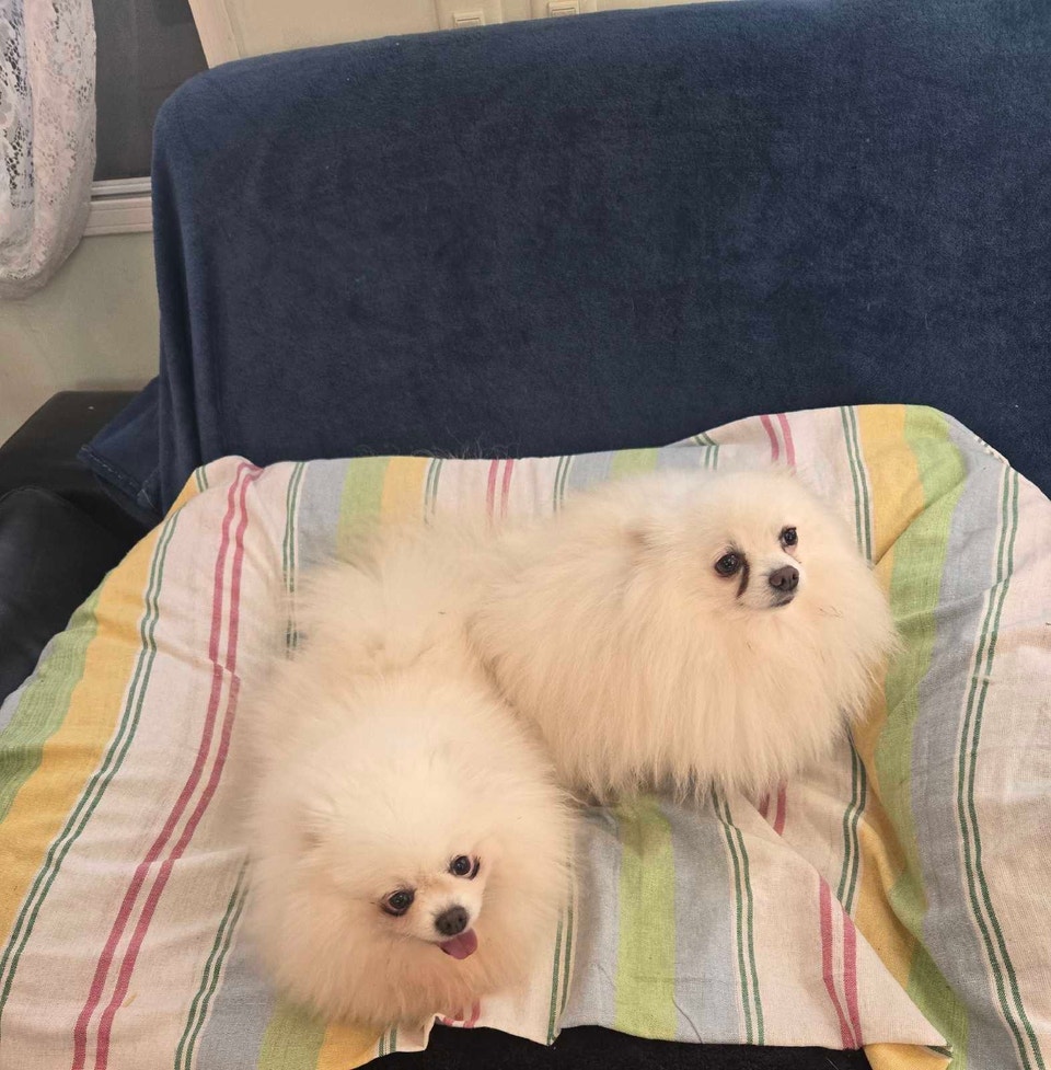 Pomeranian | Dogs & Puppies for Rehoming | Hamilton | Free local ...