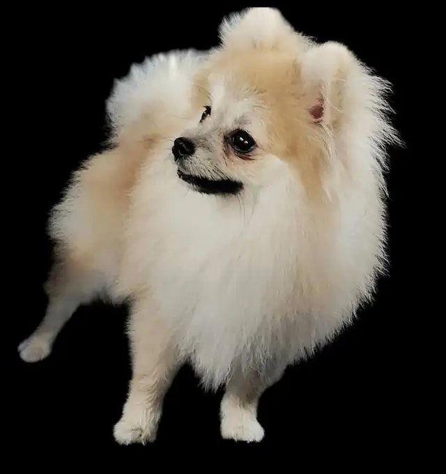 STUNNING SHIRANIAN   puppies  {SHIH-TZU  & POMERANIAN MIX in Dogs & Puppies for Rehoming in London - Image 5