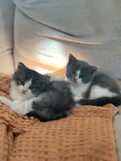 2 chubby ragdoll mix kittens for adoption, Voir plus