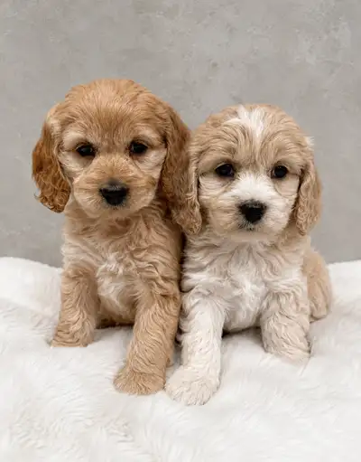 Mini cockapoo puppies available and ready for their new homes now! Mix of toy poodle and cocker span...