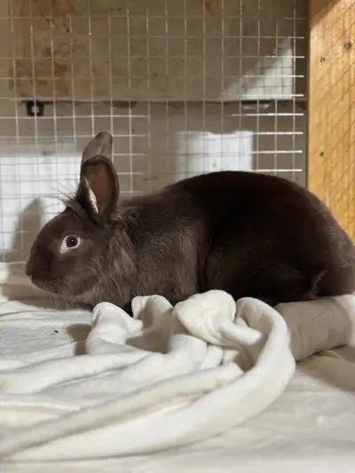 lionhead cross doe , View more