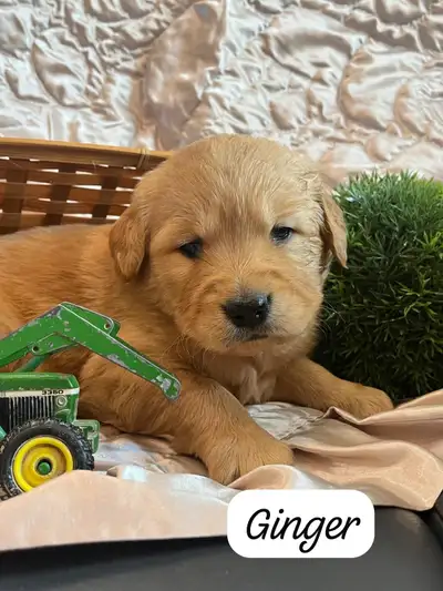 Golden Retriever - Pure bred, View more