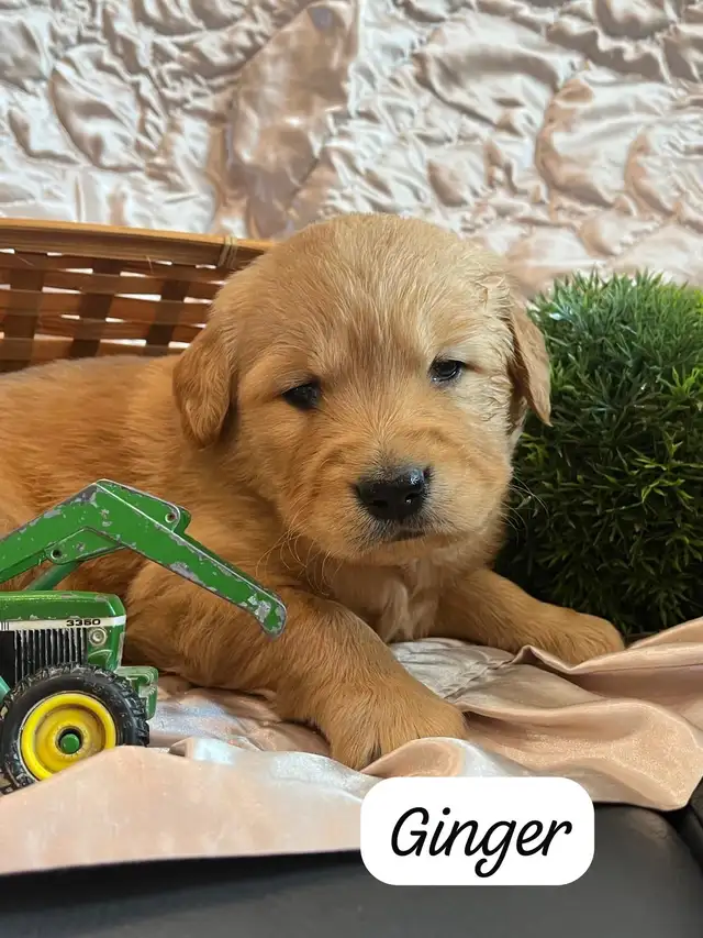 Golden Retriever - Pure bred in Dogs & Puppies for Rehoming in Kitchener / Waterloo - Image 2