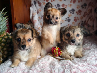 ❤️ Purebred Chihuahua Puppies ❤️