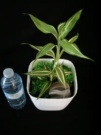 RIBBON PLANT IN PRETTY POT, View more