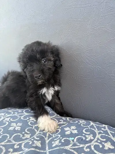 Our beautiful sable mini Aussiedoodle Amy had a sweet 6 (1 left!) pup litter with our tricolor Borki...