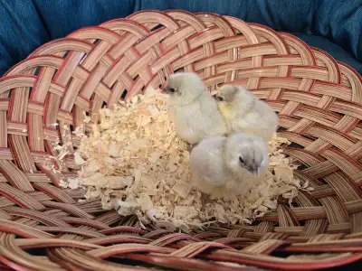 Splash Ameracauna Chicks, View more