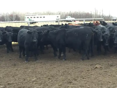 Black Angus Natural Beef EU  Certified, View more