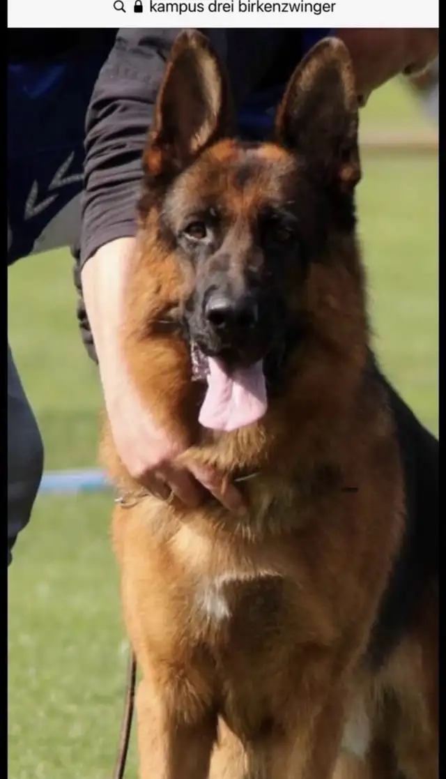 Purebred German Shepherd Puppies CKC Reg'd in Dogs & Puppies for Rehoming in Markham / York Region - Image 10