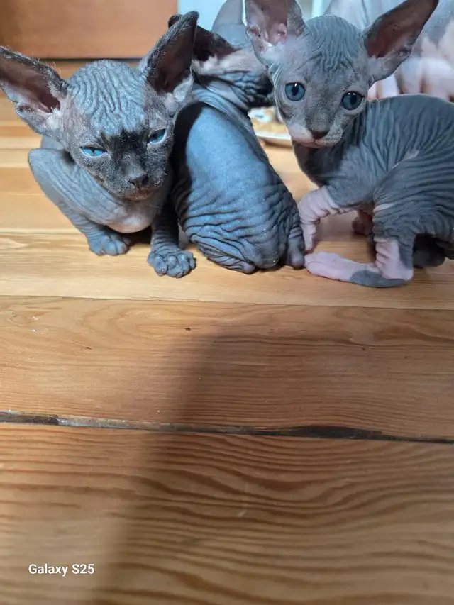 Chats Sphynx  in Cats & Kittens for Rehoming in Saint-Hyacinthe - Image 3