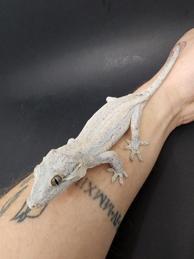 Female white stripe gargoyle gecko in Reptiles & Amphibians for Rehoming in Delta/Surrey/Langley