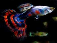 BEAUTIFUL FANCY GUPPIES ON SUPER SPECIAL
