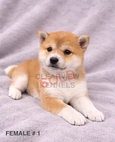 CKC Registered Shiba Inu Puppies, View more