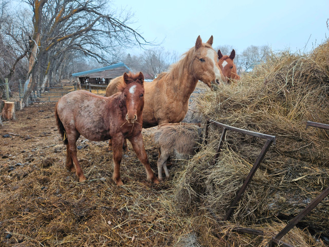 Gypsy Vanner cross with Mustang in Horses & Ponies for Rehoming in Prince Albert - Image 3