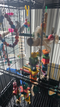 Parrotlets x 2 and Cage