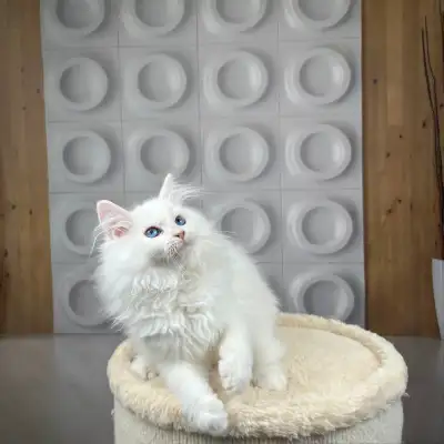 Purebred Hypoallergenic Siberian kittens., View more
