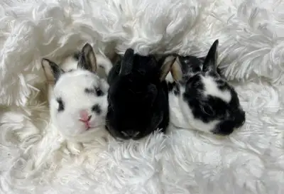 EXTRAORDINARY mini rex baby bunny rabbits The most beautiful dwarf baby bunny rabbits are in Montrea...