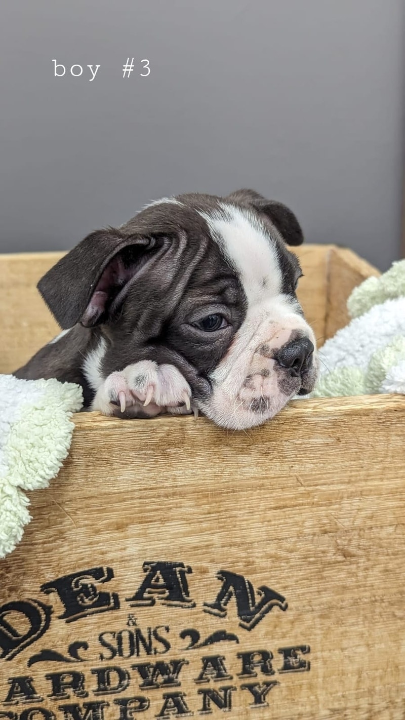 Boston Terrier Puppies Dogs & Puppies for Rehoming Calgary Kijiji