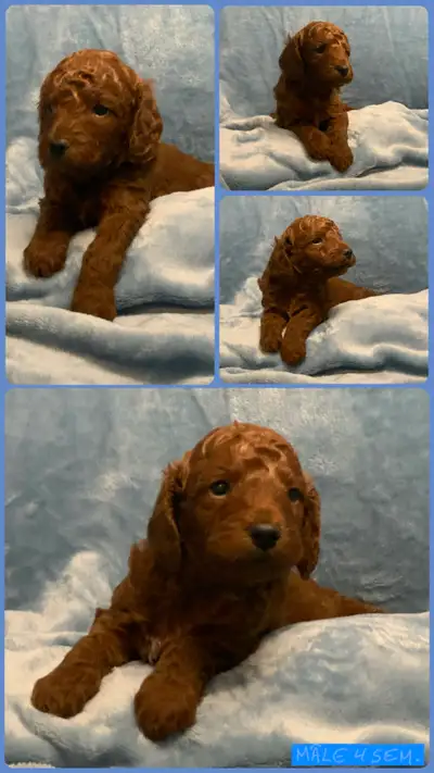 MAGNIFIQUE CHIOT CANICHE MINIATURE, View more