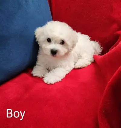 Gorgeous Purebred Bichon Frise puppies, View more