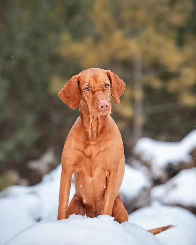 SOLD! One Sweet Male Vizsla Puppy Looking for His Forever Home in Dogs & Puppies for Rehoming in Markham / York Region - Image 10