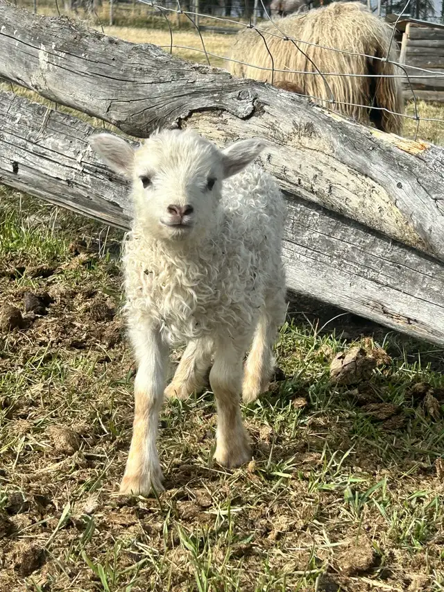 Purebred Icelandic Ram Lambs!!! in Livestock in Burns Lake - Image 7