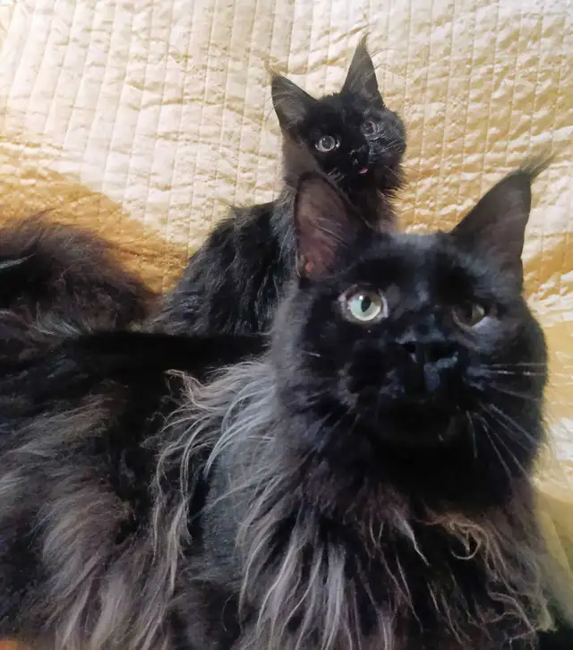 Maine Coons enregistré