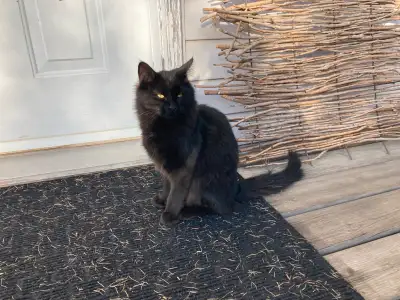 3 six month old Kittens, View more