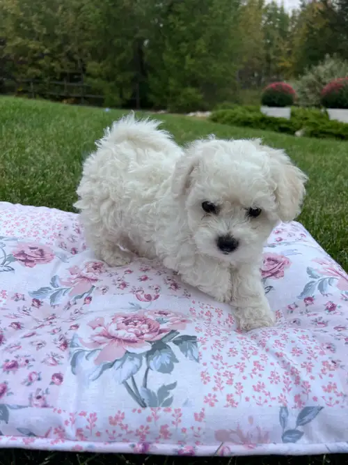 Bichon Frise As seen on the CKC puppy list, I am a reputable breeder with the Canadian Kennel Club f...