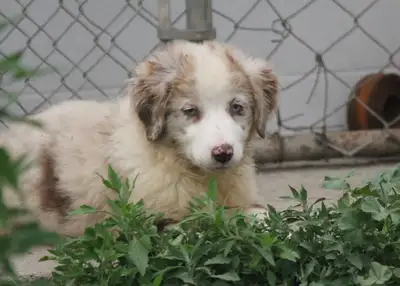 CKC Miniature American Shepherd, View more