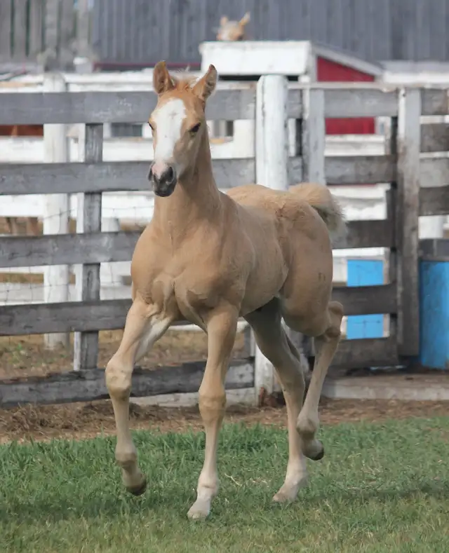 Son of SLYE BY DESIGN out of a Famous Bugs daughter in Horses & Ponies for Rehoming in Oshawa / Durham Region - Image 5