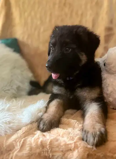Last few girls! Purebred German Shepherds!, View more