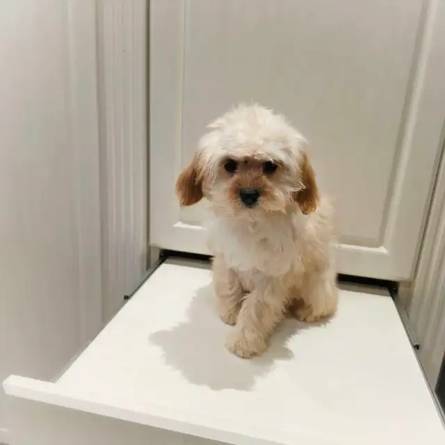 Cavalier King Charles x Puppies in Dogs & Puppies for Rehoming in Markham / York Region - Image 4