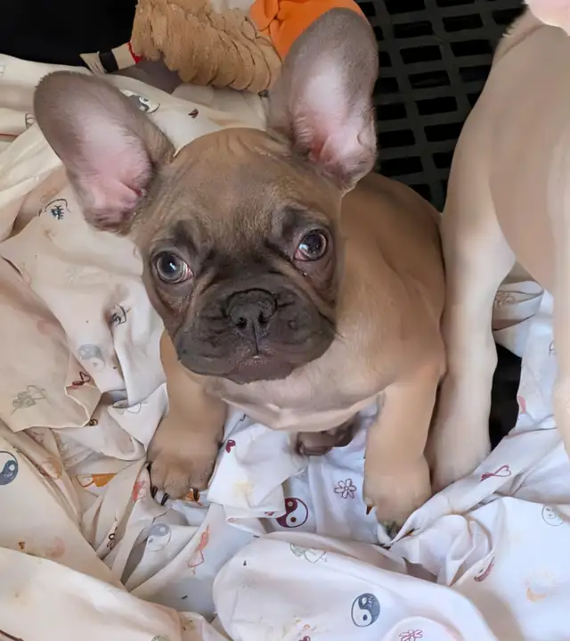French Bulldogs for sale (ready to go!) in Dogs & Puppies for Rehoming in Delta/Surrey/Langley - Image 2