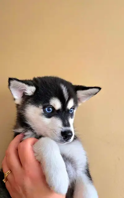 Mini husky chiot Pomsky Puppy klee kai (pomklee) spitz, View more