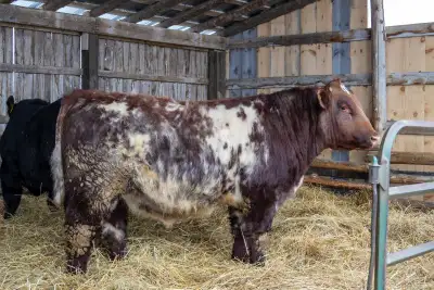 Shorthorn Bulls, View more