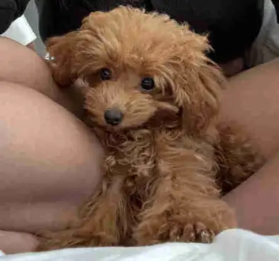 Adorable Red Tiny Toy Poodle – (3lb Adult Weight), View more