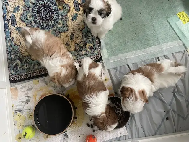 Sweet Malshi (Shih TZU / Maltese) Pups! in Dogs & Puppies for Rehoming in Comox / Courtenay / Cumberland - Image 6