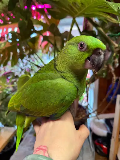 Amazone nuque jaune Yellow Naped Amazon, View more
