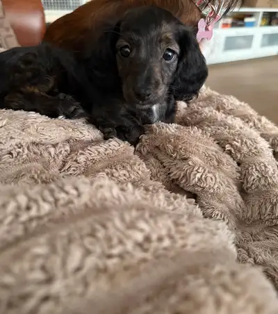1 LEFT PUREBRED Longhaired miniature Dachshunds 8 weeks old!, View more
