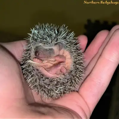 Pedigreed Hedgehogs Babies from Ethical Breeder, View more