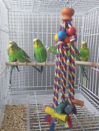 vibrant green budgies deals on multiple , View more