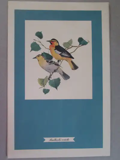 F. Lansdowne print - Bullock's Oriole (7 1/4 x 11 1/8 unframed), View more