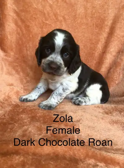Gorgeous and Rare Roan English Springer Spaniel Puppies, View more