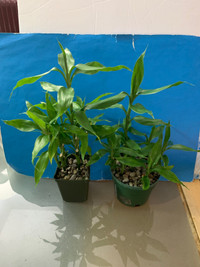 Beautiful Lucky Bamboo plant 2 pots, $25(=$12.5 each)both or $15