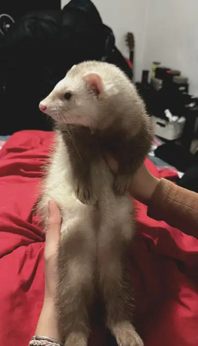 Unfortunately, I am selling my ferret. I moved with my family and the owner gave us orders that we c...