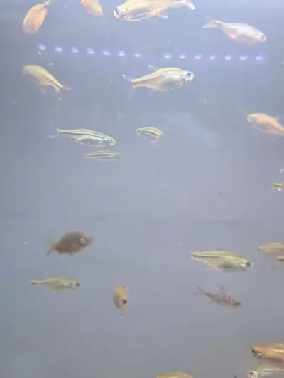 silver tip tetras , View more