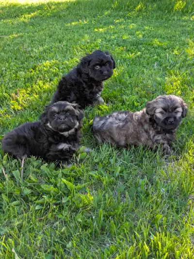 Shih Tzu/Havanese/Schnoodle Cross Puppies for Sale!, View more
