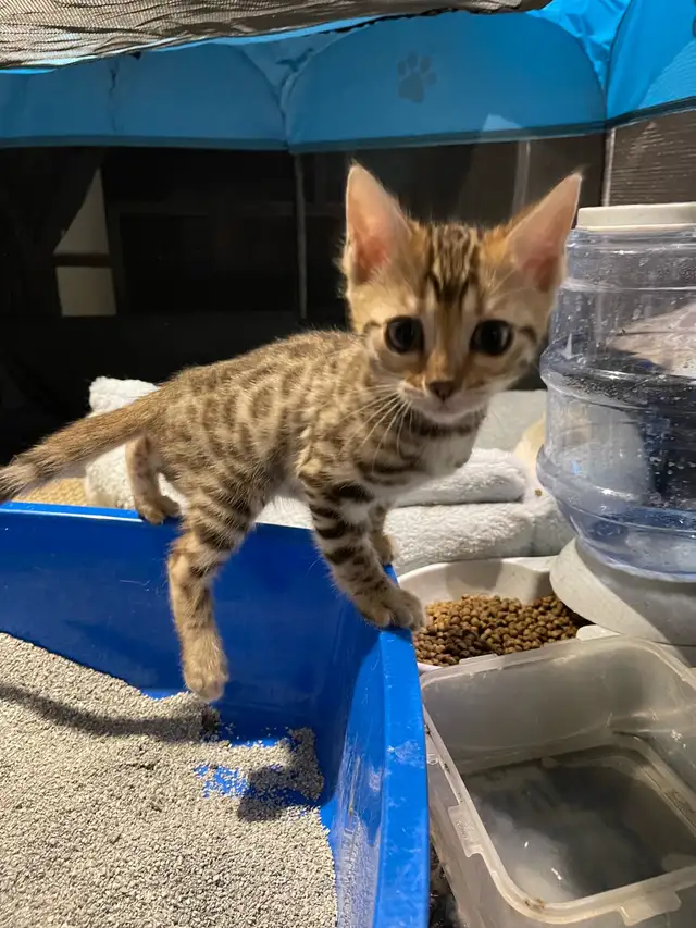 Bengal purebred  in Cats & Kittens for Rehoming in Laval / North Shore - Image 11